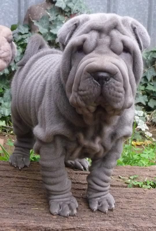 Gene-Art Chinese Shar-Pei - 254 x 252 png 55kB