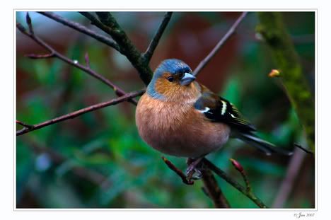 vink Pictures, Images and Photos