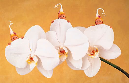 anne geddes orchideetjes
