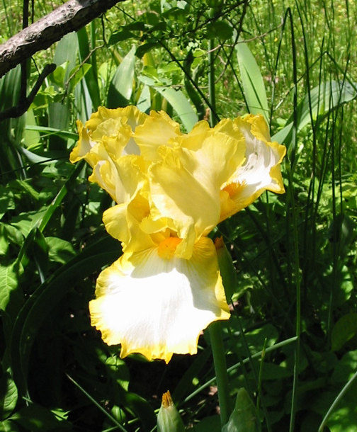 2007_yellow_iris.png image by pamcrabtree
