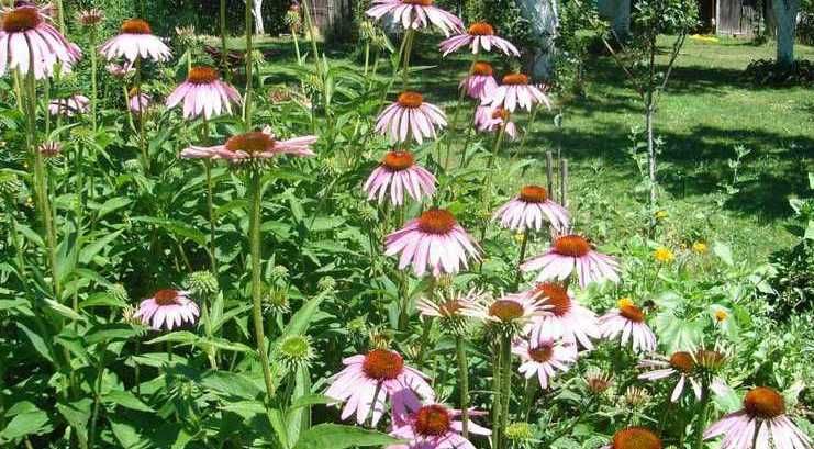 Rudbekijaslika.jpg picture by purg001