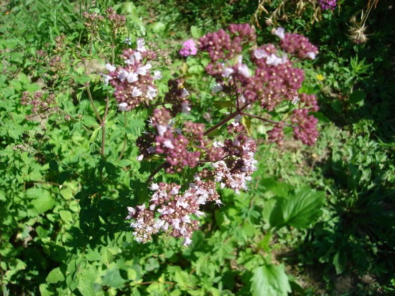 Origano
