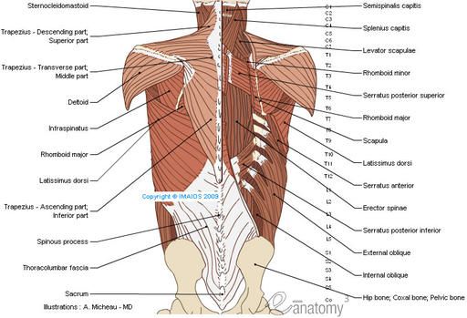 muscles-of-back-anatomy-illustration-micheau_medical512_zps81122e94.jpg