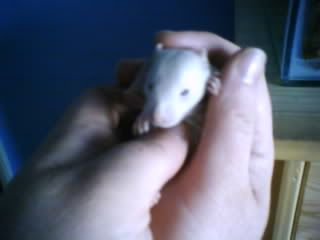 Nutha Whiteish one