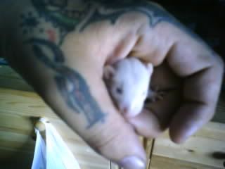 A kind a White rattie