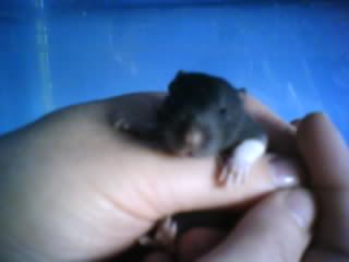 Tubby Rattie