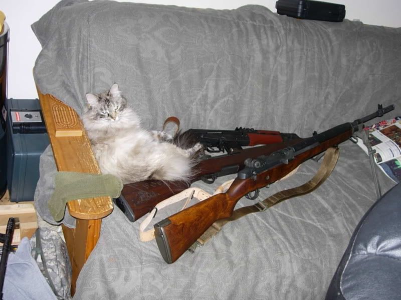 Kittens like guns too!!!! My Silly Cat fell asleep amongst a few of my 