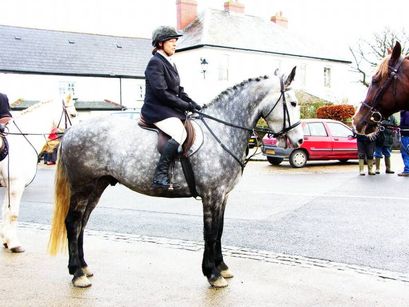 friesian x cob