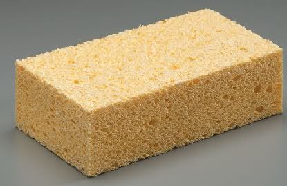 sponge.jpg