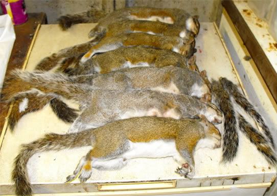 2010_0522squirles0004.jpg