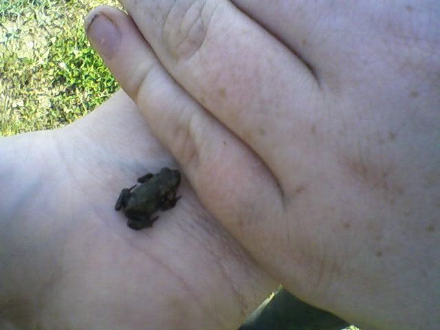 Frog1.jpg