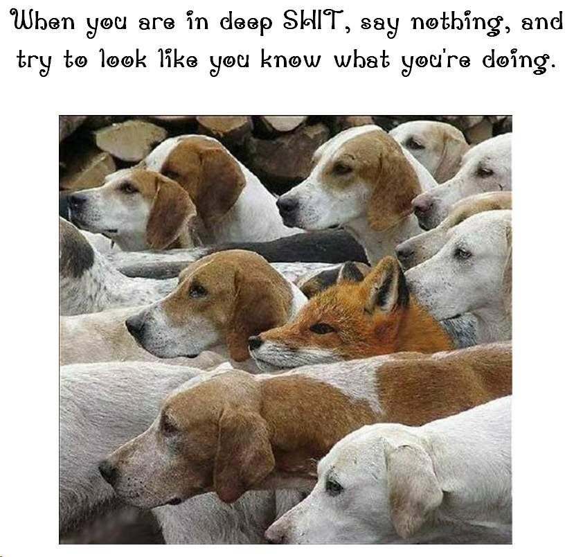 foxy.jpg