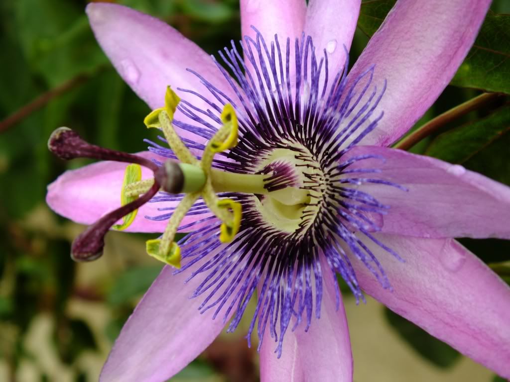 Passifloracaerulea02.jpg