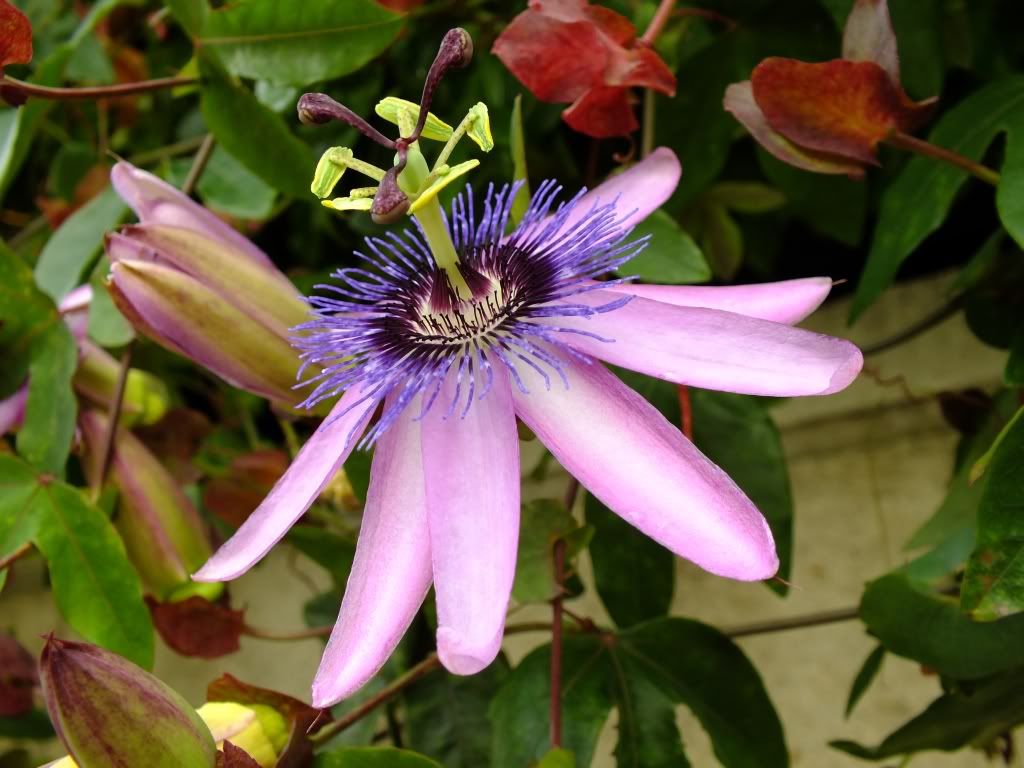 Pruebas de Macro y SuperMacro con la HS-30EXR