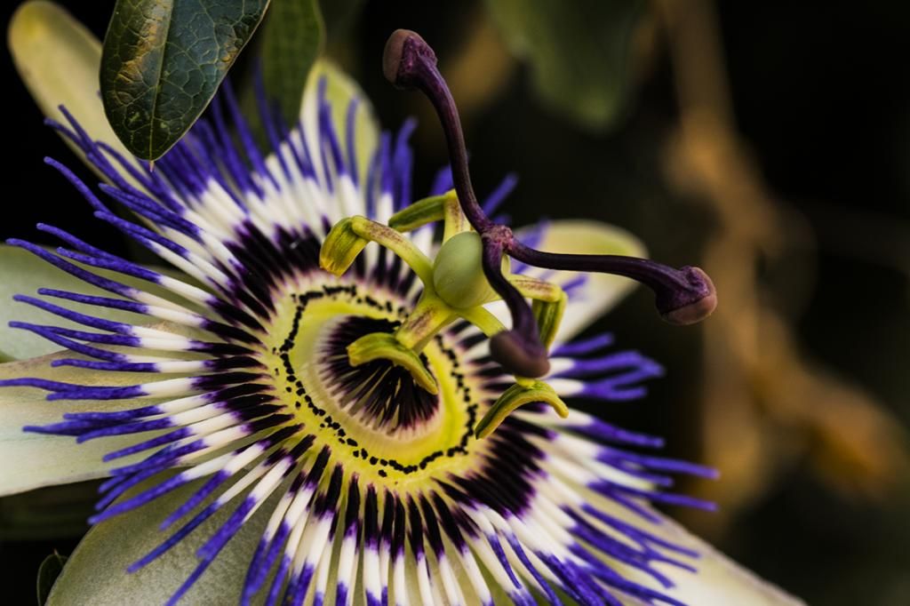 Passiflorablanca137_zpsa362c5e6.jpg