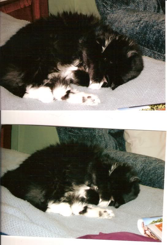 Picture.jpg My fuzzy kitty picture by thebandteacher