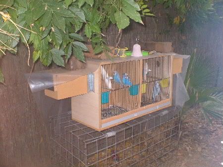 breedingcage.jpg