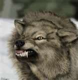 snarlingwolf.jpg
