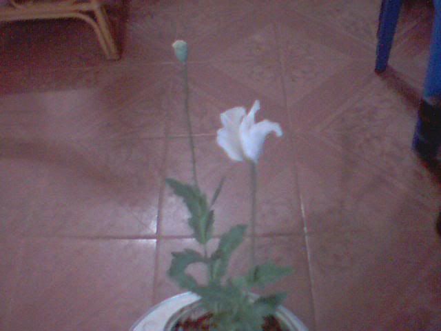 bong hoa thu 2