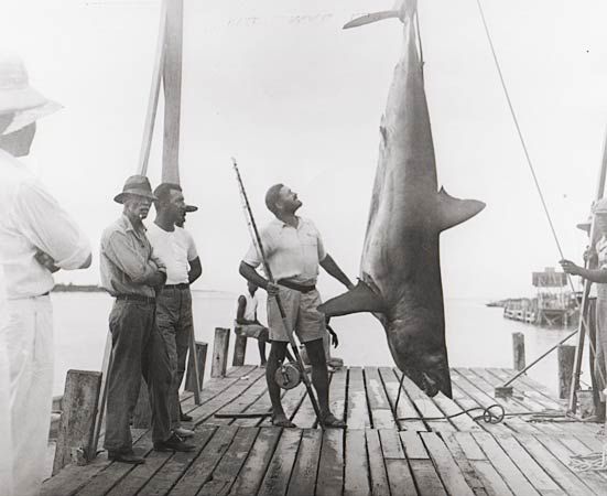 Hemingway-Shark-Lg.jpg
