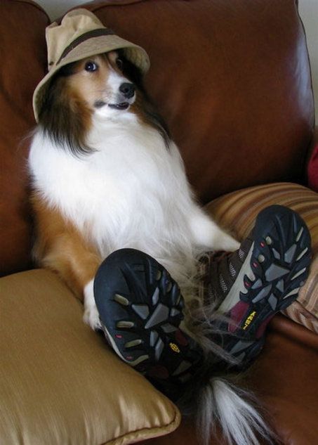 large_dog-hat-sneakers.jpg