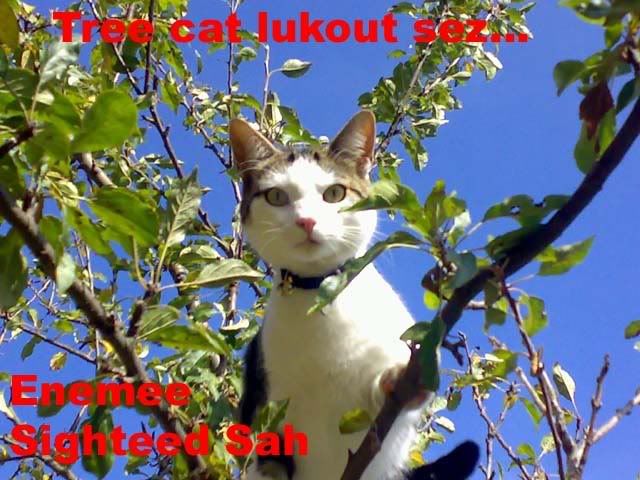 treecatluk.jpg