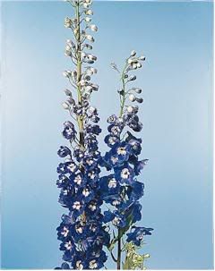 Hybrid Delphinium Hybrid Delphinium