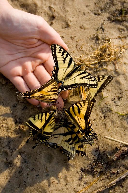 IMAGE: http://i59.photobucket.com/albums/g292/atad6/butterfly2.jpg