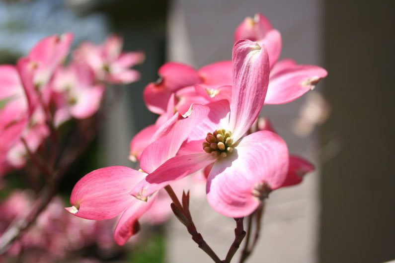 IMAGE: http://i59.photobucket.com/albums/g292/atad6/nature3.jpg