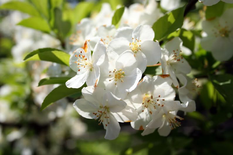 IMAGE: http://i59.photobucket.com/albums/g292/atad6/nature4.jpg