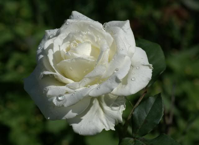 white rose flowers. Rose (White) - Eternal Love
