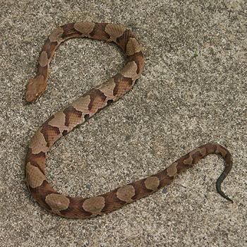 copperhead.jpg