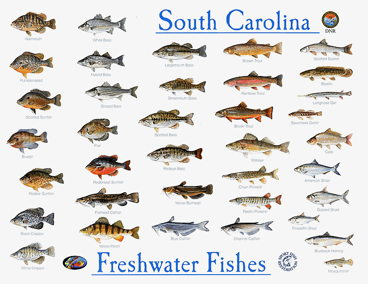 freshwater-gamefish-of-the-northeast-on-the-water-fish-chart