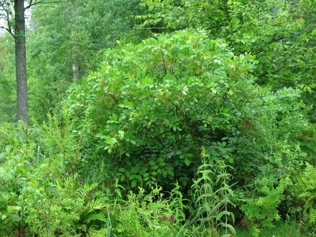 poison sumac tree. poison sumac tree. poison