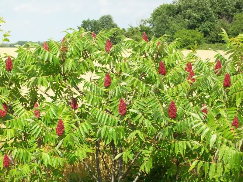poison sumac blisters. Poison Sumac in bloom