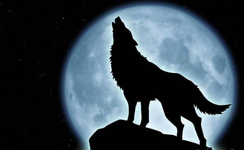 WOLF-MOON Pictures, Images and Photos