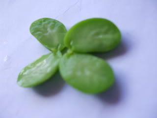 4-Pea-clover