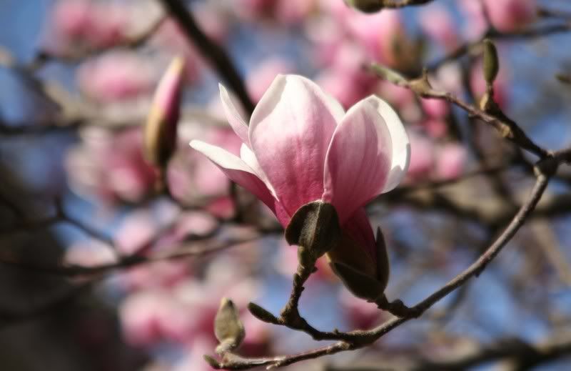 IMAGE: http://i59.photobucket.com/albums/g297/babsrulz/IMG_1502a.jpg