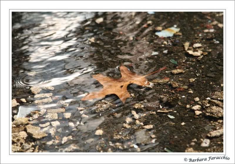 IMAGE: http://i59.photobucket.com/albums/g297/babsrulz/print.jpg