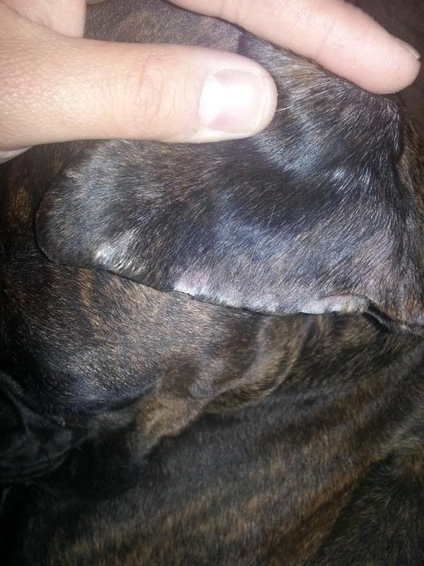 Bald/dry spots on boxer Boxer Forum Boxer Breed Dog Forums