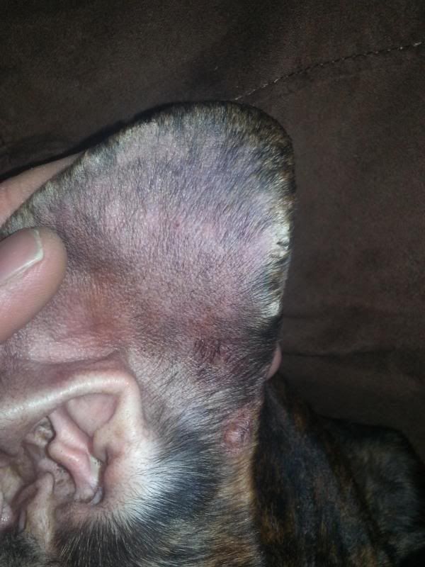 Bald/dry spots on boxer Boxer Forum Boxer Breed Dog Forums