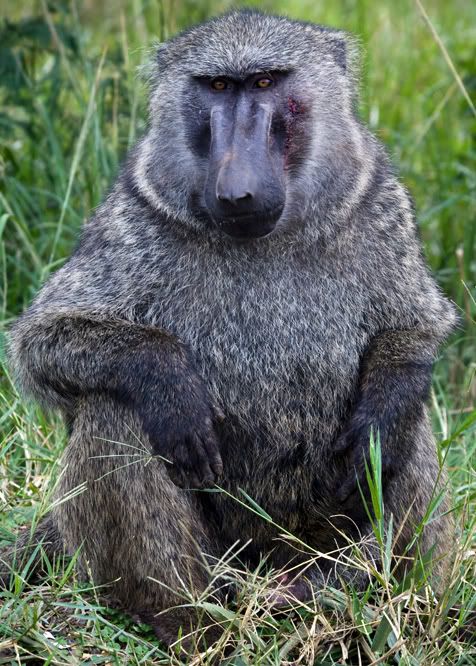 IMAGE: http://i59.photobucket.com/albums/g300/rlineberg/626006310_img_8414copy.jpg