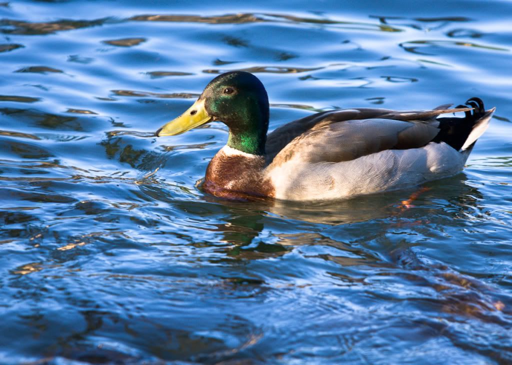 IMAGE: http://i59.photobucket.com/albums/g300/rlineberg/Duck.jpg
