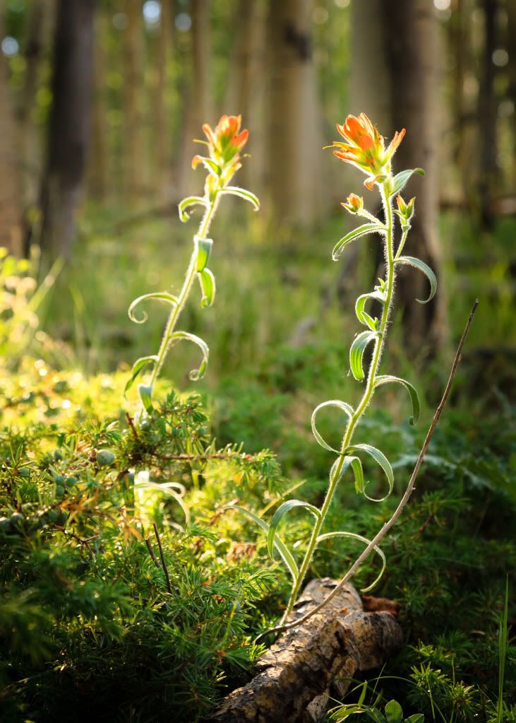 IMAGE: http://i59.photobucket.com/albums/g300/rlineberg/IMG_2387-2.jpg