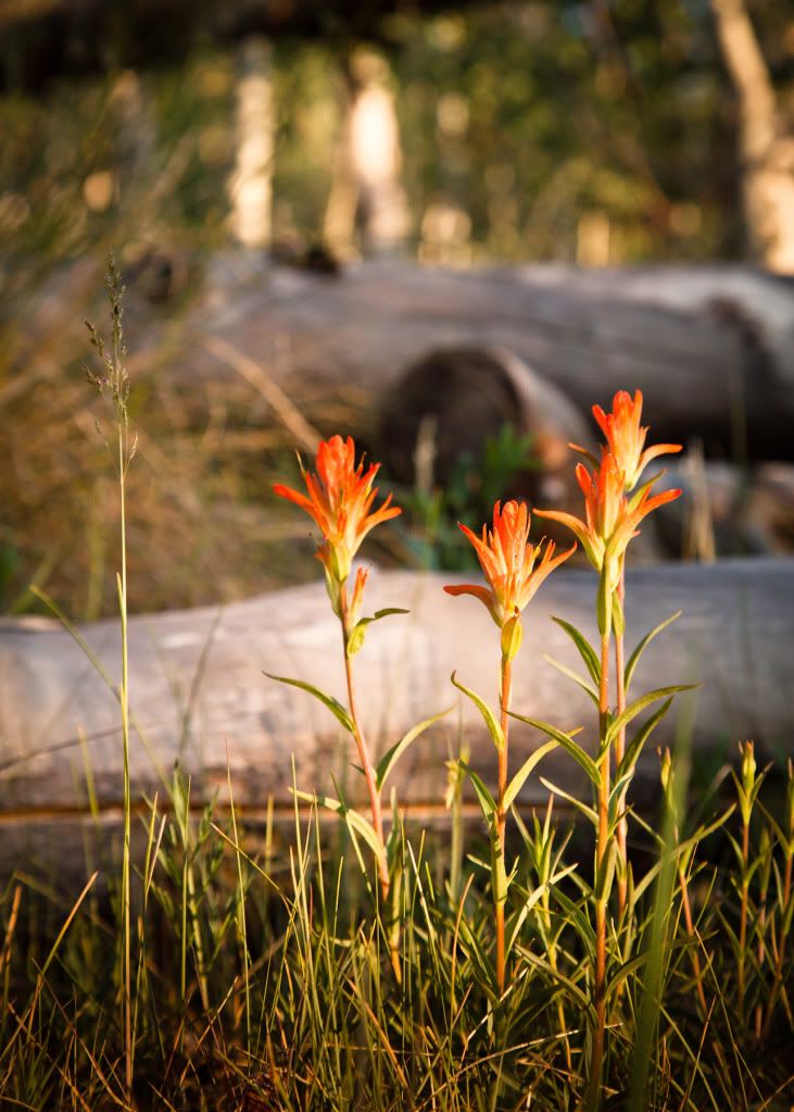 IMAGE: http://i59.photobucket.com/albums/g300/rlineberg/IMG_2609.jpg