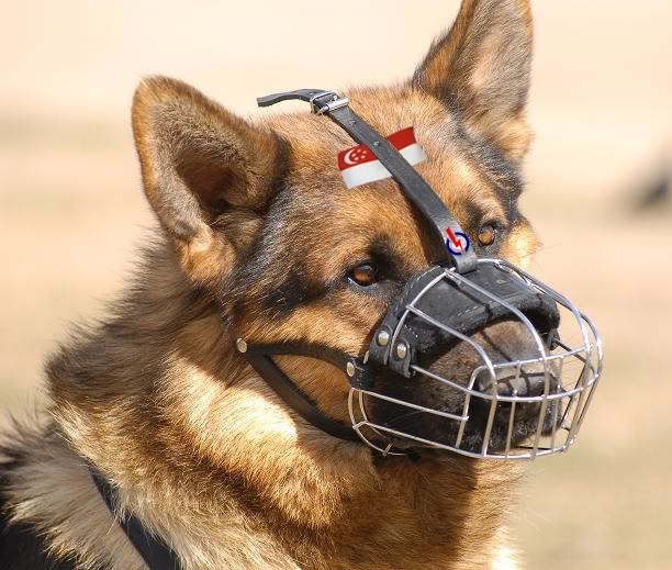 muzzleddog.jpg