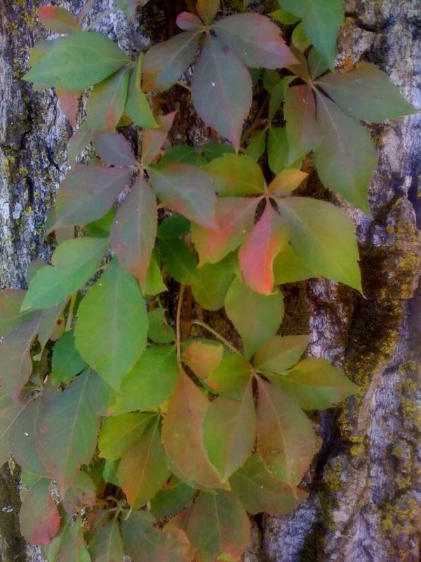 IMAGE: http://i59.photobucket.com/albums/g303/stathunter/photo-13.jpg