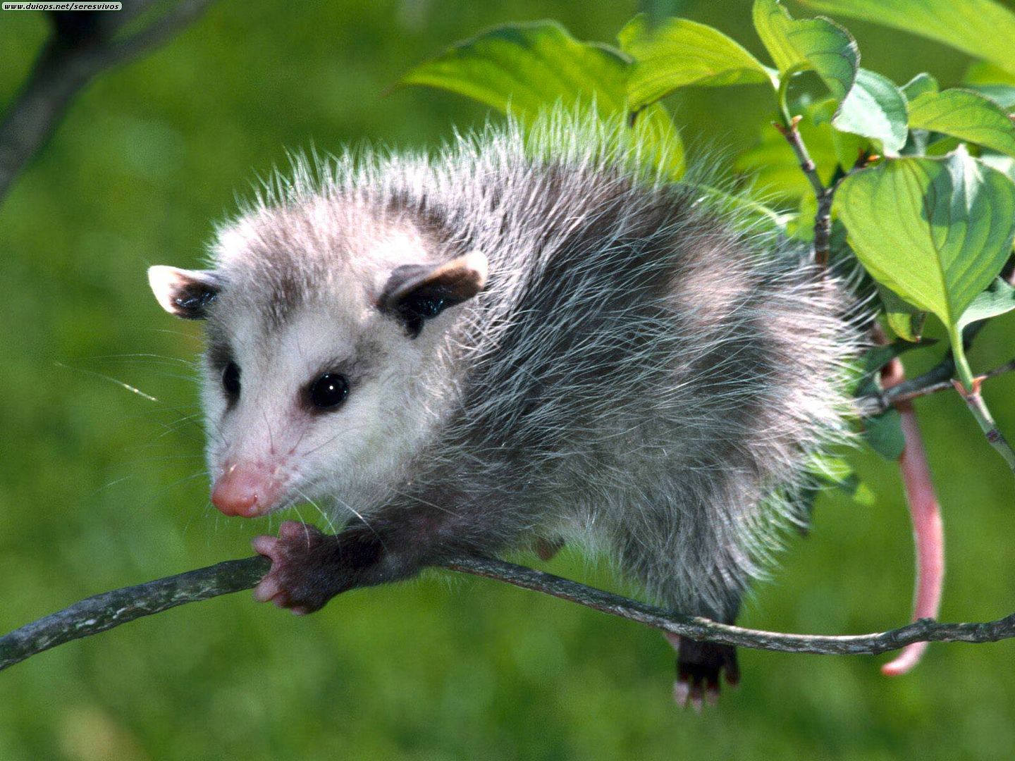 Opossum Pictures, Images and Photos