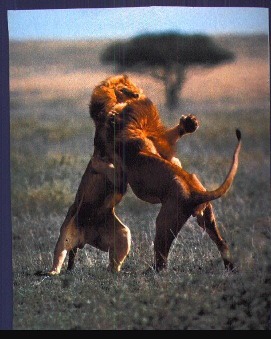 2MaleLions-Fighting.jpg