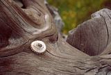 LC_shell.jpg image by pdronkers